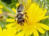 Megachile sp.